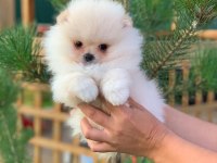 TEDDY BEAR POMERANİAN YAVRULARI