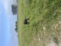 Cane corso 7 aylık
