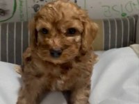 Poodle Ayarında Efsane Yavrular