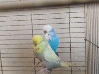 Yavru Yapan Jumbo Muhabbet Kuşlar