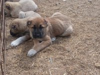 mükemmel ırk safkan kangal yavruları