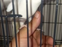 Sevimli Kırmızı Göz Albino Sultan Papağanı