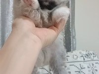 Pomeranian boo erkek bebeğim