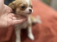 Orijinal chihuahua