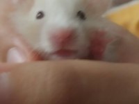 Saf Teddy Bear Hamster Yavruları