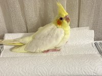 Sultan papağanı lütinolar ele alışkın yavrular