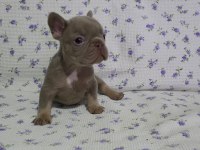 New Shade Isabella Tan French Bulldog