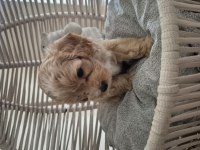 MALTİPOO YAVRULARIMIZ YENİ AİLELERİNİ ARIYOR!