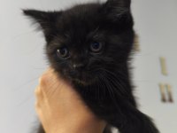 RUS YAVRU KEDİMİZ YENİ YUVA ARIYOR