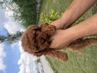 Toy Poodle 2 aylık