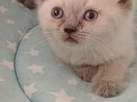 British shorthair yavrularımız yeni yuva arıyor