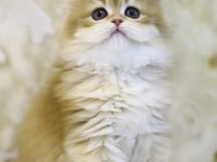 Gülen British Longhair Tostikler