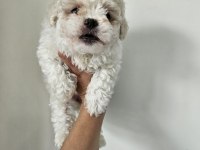 Maltese bebekler