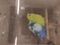 Şov jumbo Tepeli muhabbet kuşlar