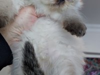 Çok tatlı minik panda british longhair