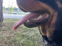 2,5 yaşında dişi rottweiler