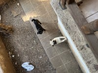 Orijinal pug 3 aylık