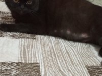 Hamile siyah british shorthair
