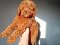 Toy poodle bebekler