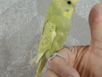 30 Günlük Muhabbet Kuşu Yavrum