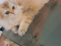 Full şecereli şampiyon ebeveynlere sahip scottish fold