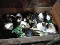Büyük ve yavru guineapigler