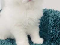 Cy11 erkek şecereli british longhair