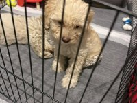 Maltipoo kalite yavrular ırk sağlık garantili