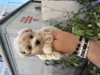 A Kalite Sağlıklı Maltipoo