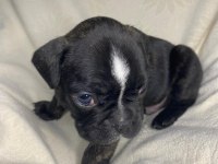 Yavru Erkek French Bulldog