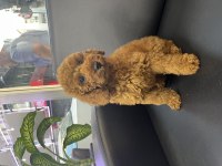 SEVİMLİ POODLE YAVRULAR AİLESİNİ ARIYOR