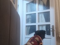 Güzel pug yavru heyecanlı