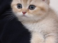 British Shorthair 2,5 Aylık