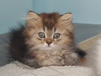 Golden British Longhair