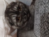 Çok Akıllı Cana Yakın Oyuncu Kedimiz
