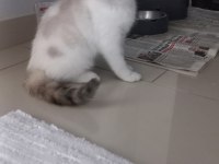 1 dişi ve 1 erkek exotic shorthair yavru