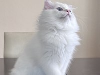 BRITISH LONGHAIR YAVRUMUZ
