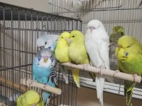 Jumbo ve Show Jumbo Muhabbet Kuşu Yavrular