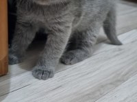 British shorthair