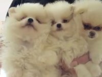 Pomeranian yavru