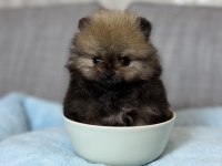 ORJİNAL TEA CUP AYI SURAT ORANGE POMERANİAN BOO