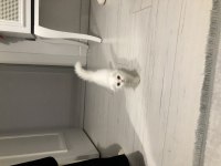 Scottish Fold Kedimiz