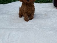 Veteriner Kontrollü Çok Özel Toypoodle Yavrularımız