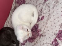 Evimizin scottish fold paşası çiko