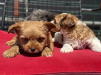Petmode köpek çiftliğinden tea cup morkie