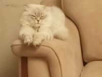 Scottish long hair british shorthair çift sahiplendiriyorum