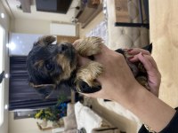 Teacup yorkshire terrier yavrular