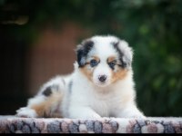 Erkek merle çok kaliteli border collie