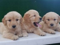 Elit Patiler Farkıyla Golden Retriever Yavrular