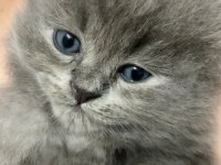 Uzun tüylü scottish fold